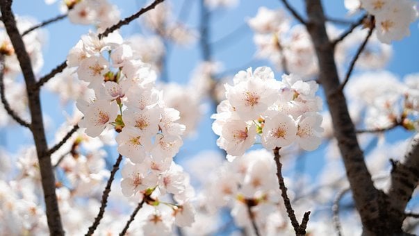 Cherry Blossom, Lente, Bloem, Boom
