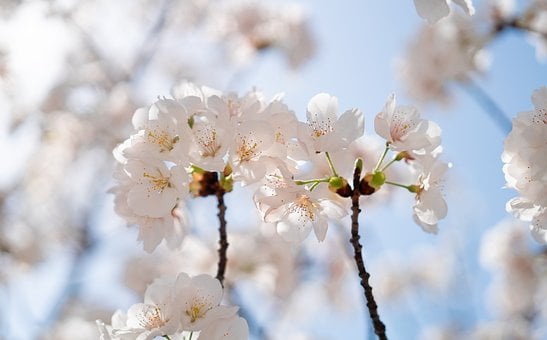 Cherry Blossom, Lente, Seizoen, Wit