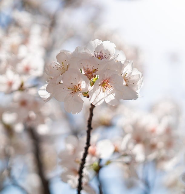 Cherry Blossom, Lente Bloemen, Lente