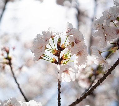 Cherry Blossom, Lente, Bloem, Licht, Zon