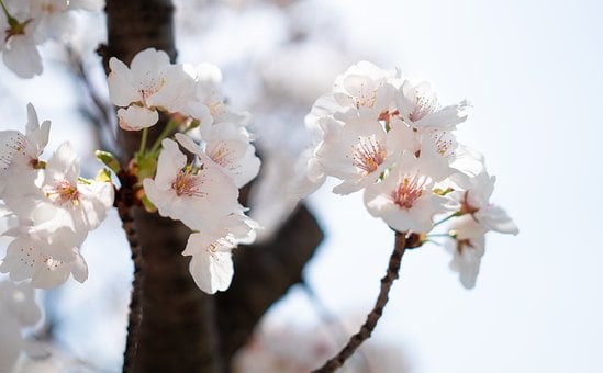 Cherry Blossom, Warm, Lente, Bloem