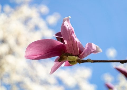 Magnolia, Lente Bloemen, Bloemblaadje