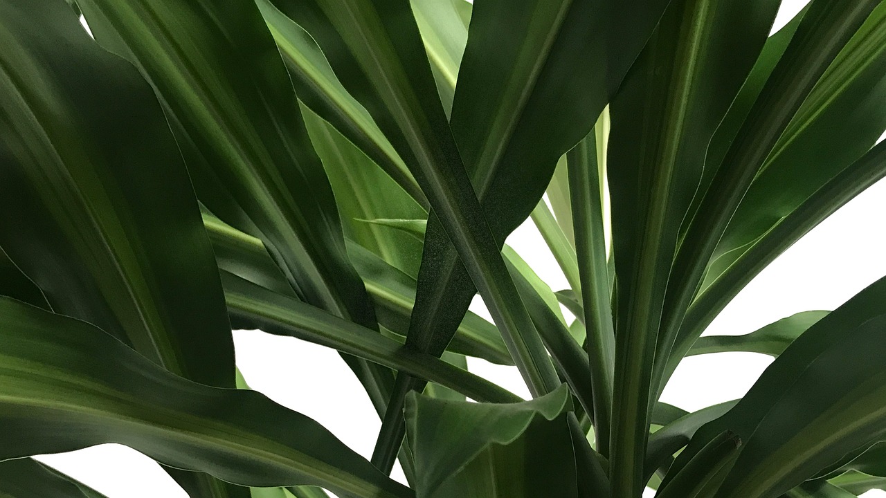 Brazilian Wood Sftr Green Leaf - Free photo on Pixabay