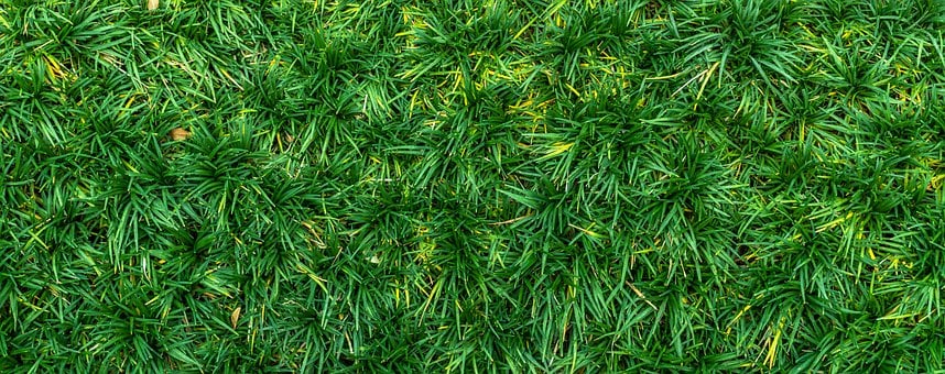 Gras, Green, Textuur, Achtergrond