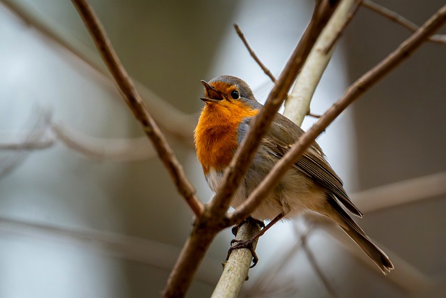 Free Bird Robin photo and picture
