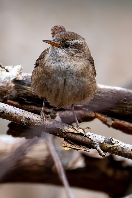 Free Bird Wren photo and picture