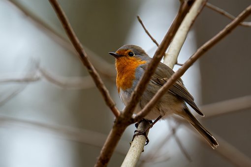 Free Bird Robin photo and picture