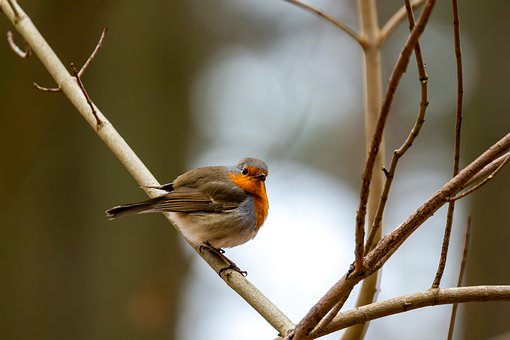Free Bird Robin photo and picture