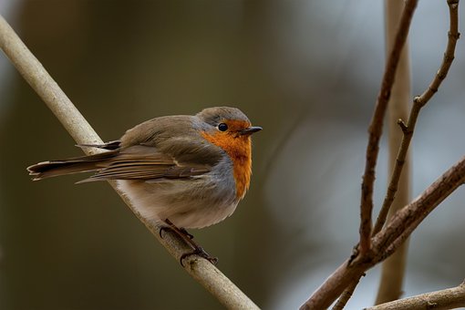 Free Bird Robin photo and picture