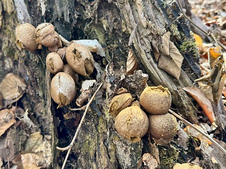 Free Mushrooms Forest photo and picture