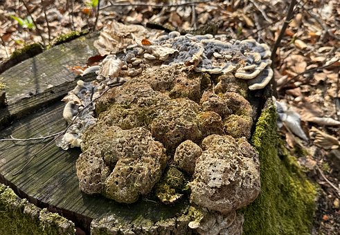Free Tree Stump Mushroom photo and picture