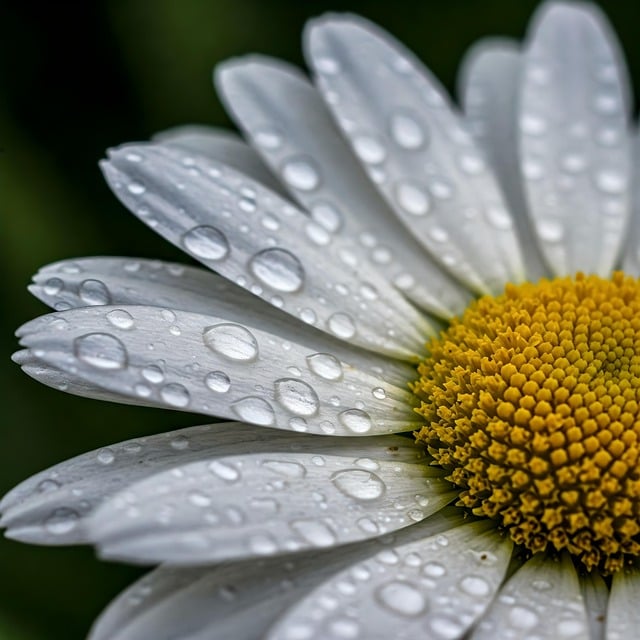 Free rain flower petals illustration