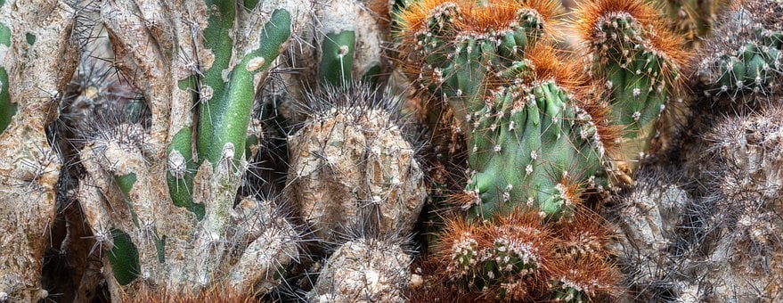 Cactus, Plant, Natuur, Thorn, Tuinbouw