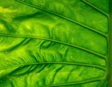 Blad, Green, Plant, Boom