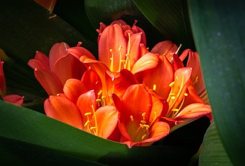 Bloem, Lente, Plant, Tuin