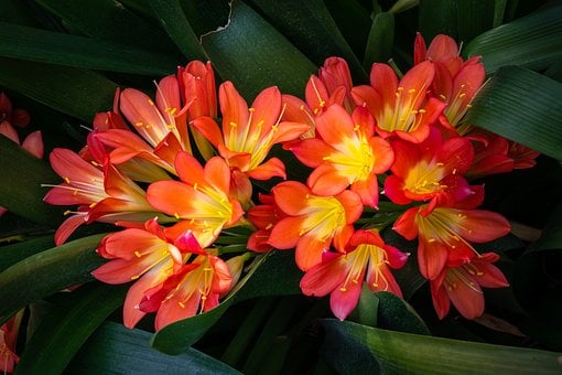 Bloem, Plant, Tuin, Lente