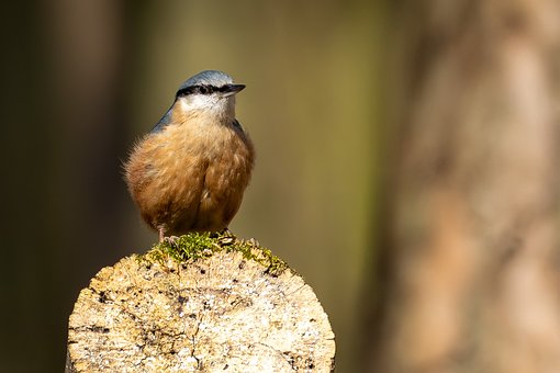 Free Bird Nuthatch photo and picture