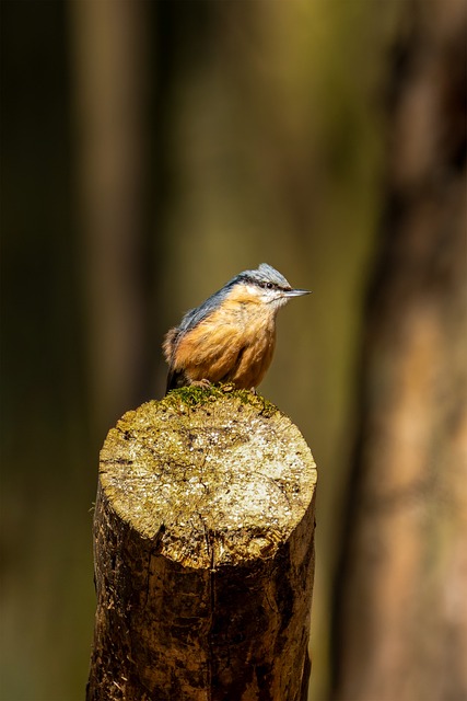Free Bird Nuthatch photo and picture