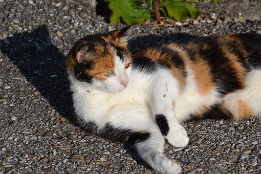 Katze, Haustier, Tier, Hauskatze