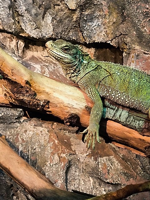 Iguană, Animal, Natură, Viata Salbatica