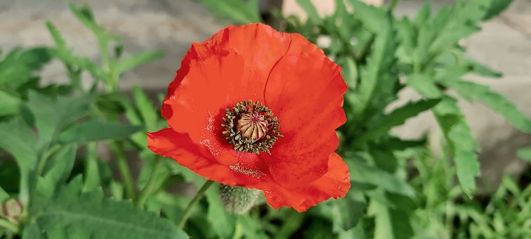Free Nature Bloom photo and picture