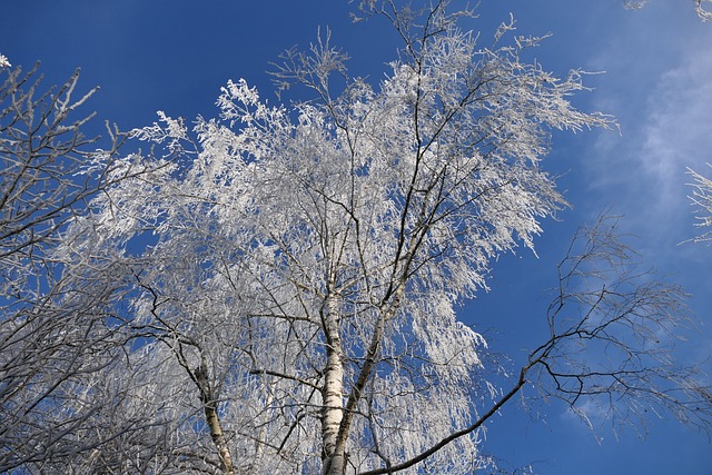 Birke, Natur, Baum, Winter, Schnee, Kalt