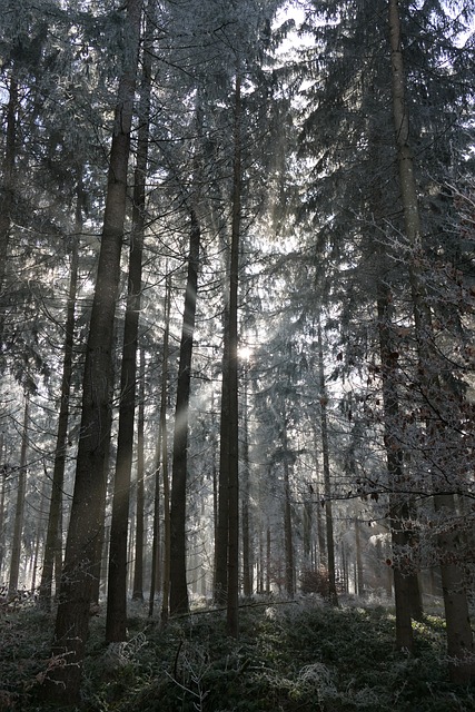 Wald, Natur, Bäume, Sonnenlicht, Winter