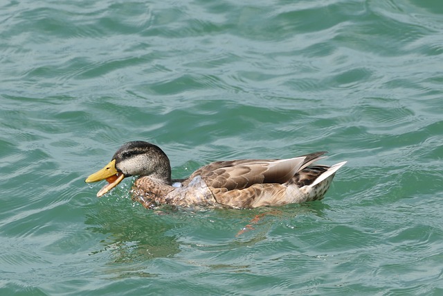 Ente, Vogel, See, Wasser, Wellen