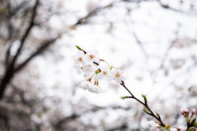 Kirschblüten, Blumen, Natürliche
