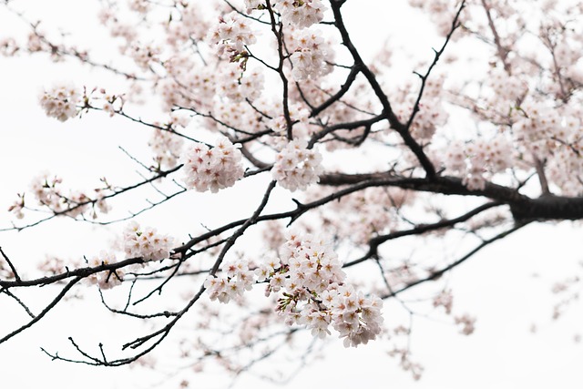 Kirschblüten, Blumen, Natürliche