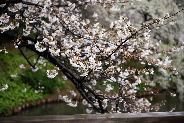 Kirschblüten, Blumen, Natürliche