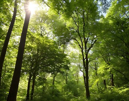 Skov, Natur, Træer, Landskab, Morgen