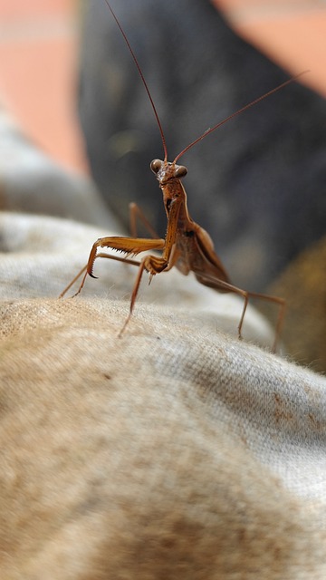 Mane Insecte Mante Insecte Nature - Photo gratuite sur Pixabay