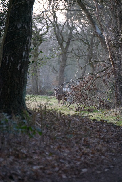 Free Deer Nature photo and picture