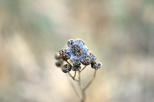 Free Spider Nature photo and picture