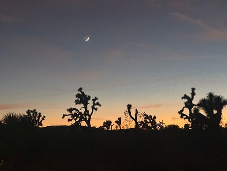 Palm Springs, Natur, Joshua Træ, Ørken