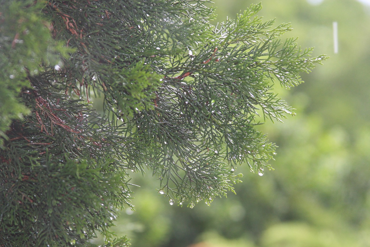 Tree Nature Forest - Free photo on Pixabay
