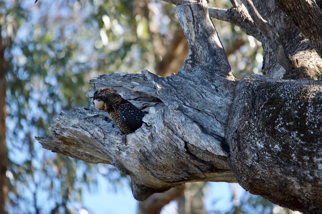 Picture of Cockatoo Australia Nesting Hollow - Free photo on Pixabay