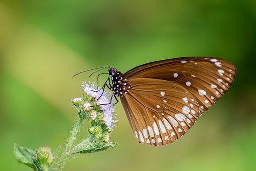 Free Spring Nature photo and picture