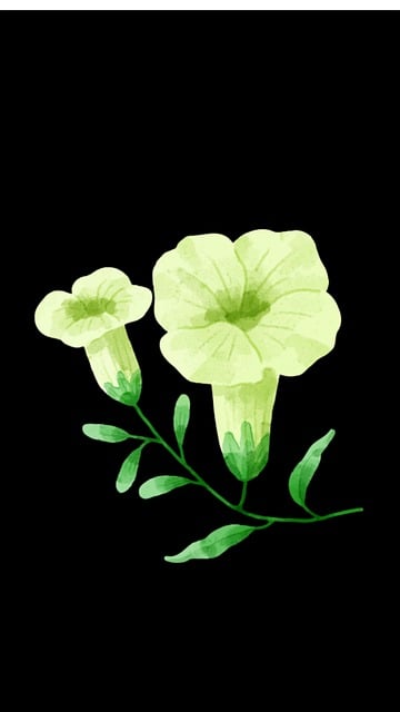 Blomst, Natur, Bloom, Kronblad, Flora