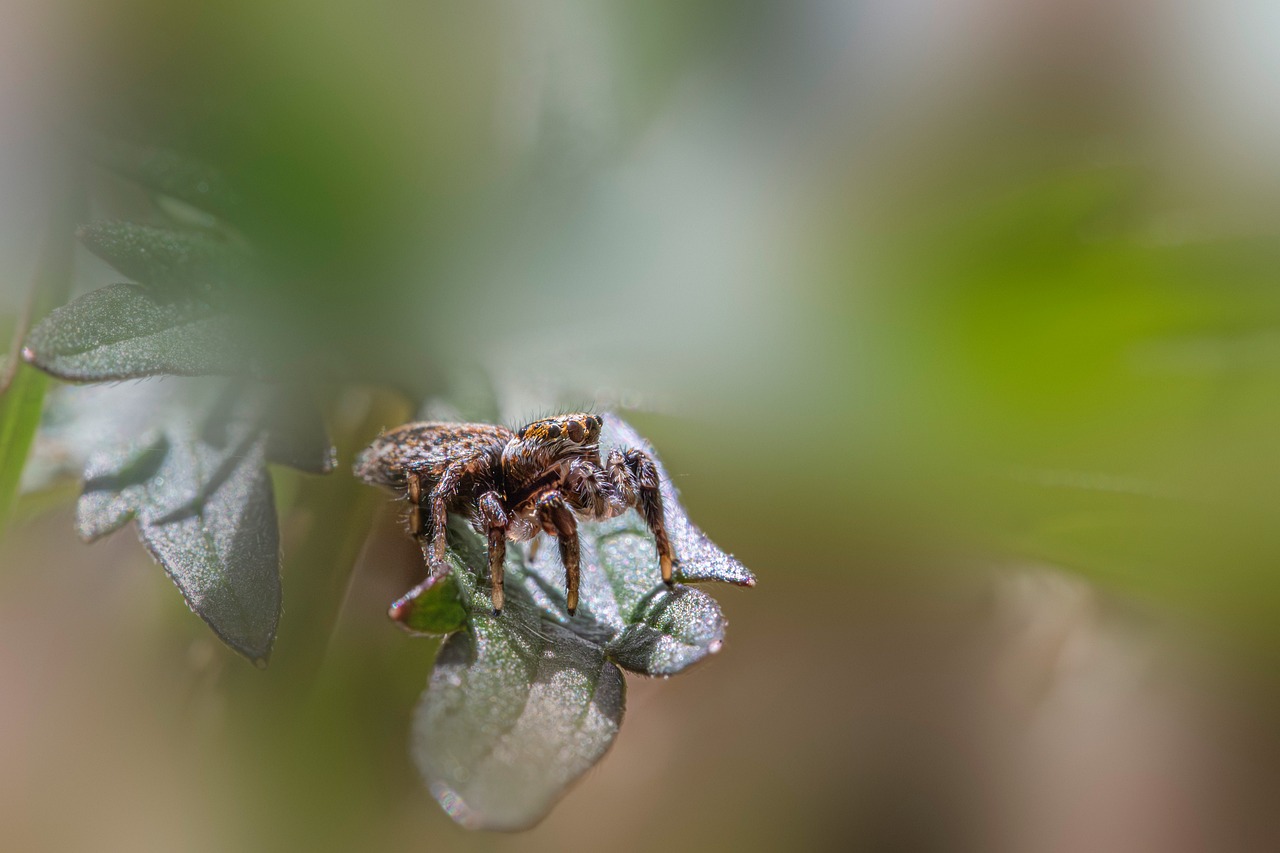 Spider Insect Animal - Free photo on Pixabay