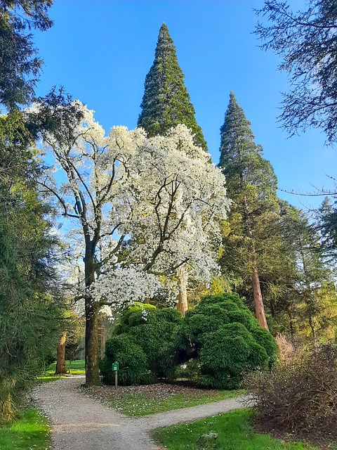 Free Magnolia Blossom photo and picture