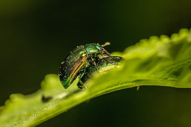 Free Entomology Arthropods photo and picture