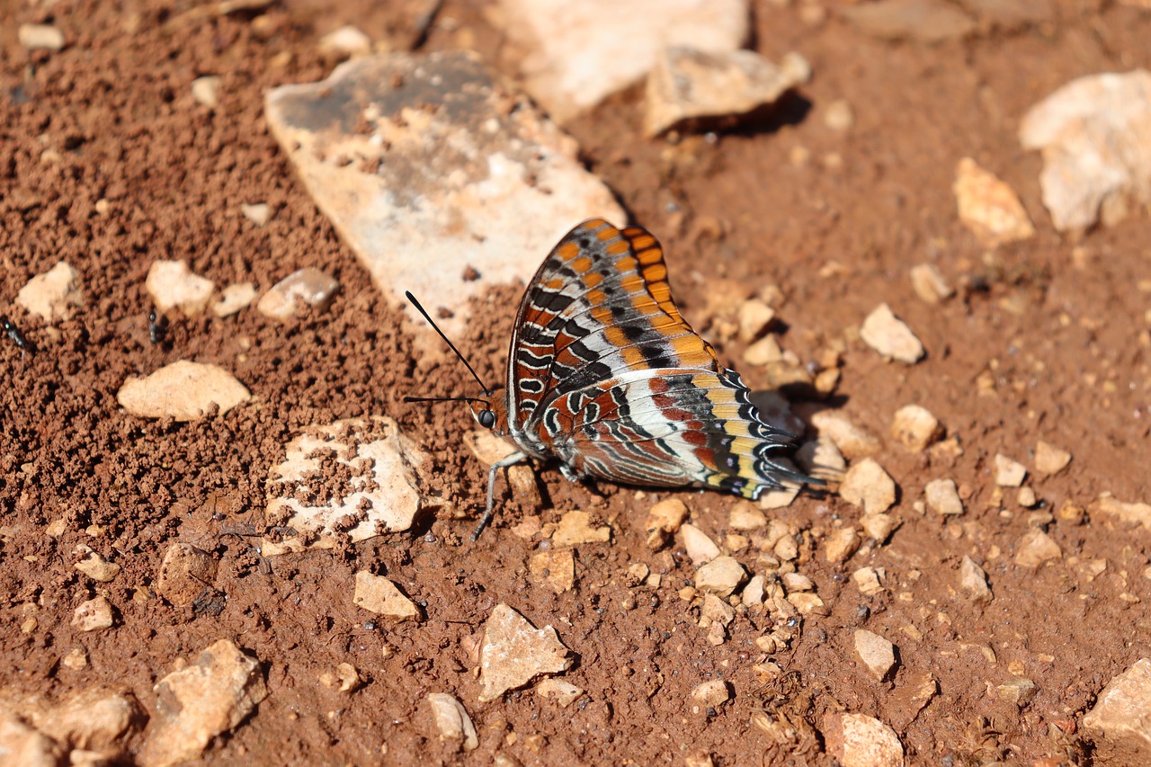 Butterfly Nature Insect - Free photo on Pixabay