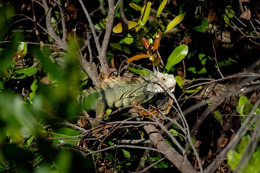 Iguana, Naturaleza, Árbol, Rama, Sol