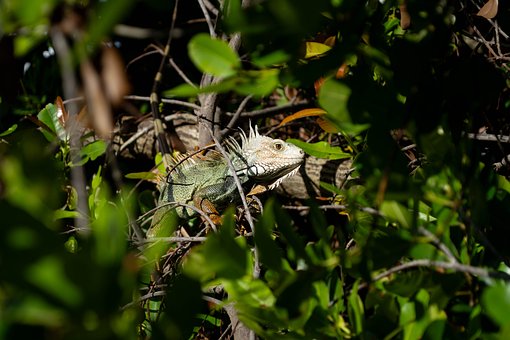 Iguana, Naturaleza, Árbol, Rama, Sol