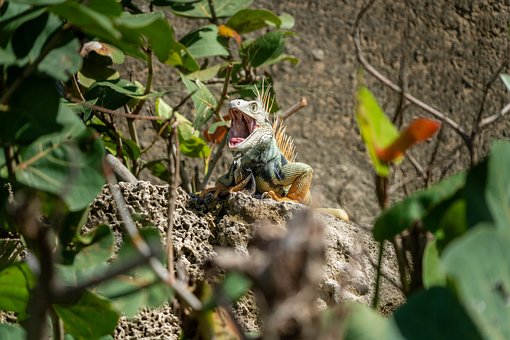 Iguana, Roca, Sol, Mazo, Boca, Sale De