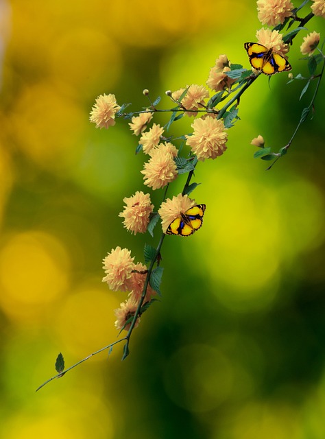 Free flowers nature bloom illustration