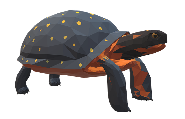 Free tortoise turtle nature illustration