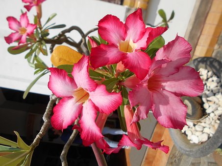 Free Pink Beauty photo and picture